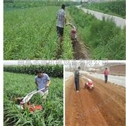 溝底運行黃姜培土機，金桔園追肥開溝機 挖機鏈條開溝機