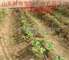 滴灌管道安裝施工方案 內(nèi)鑲式圓柱滴灌管