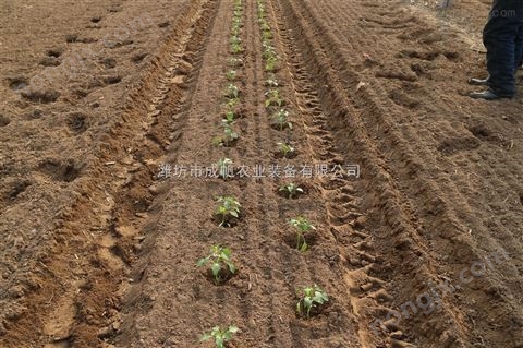 兩行牽引式蔬菜移栽機(jī)